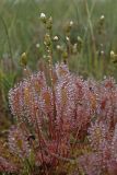 Drosera anglica. Расцветающее растение. Северный Сахалин, Ногликский р-н, зал. Чайво, Северная коса, моховое болото. 02.08.2011.