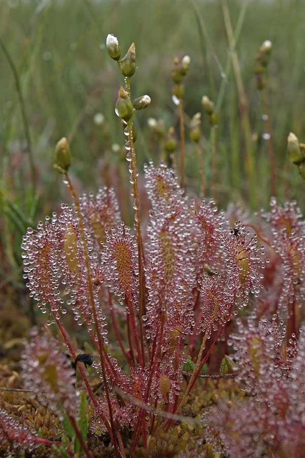 Изображение особи Drosera anglica.