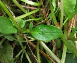 Valeriana dioica