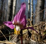 Erythronium sajanense