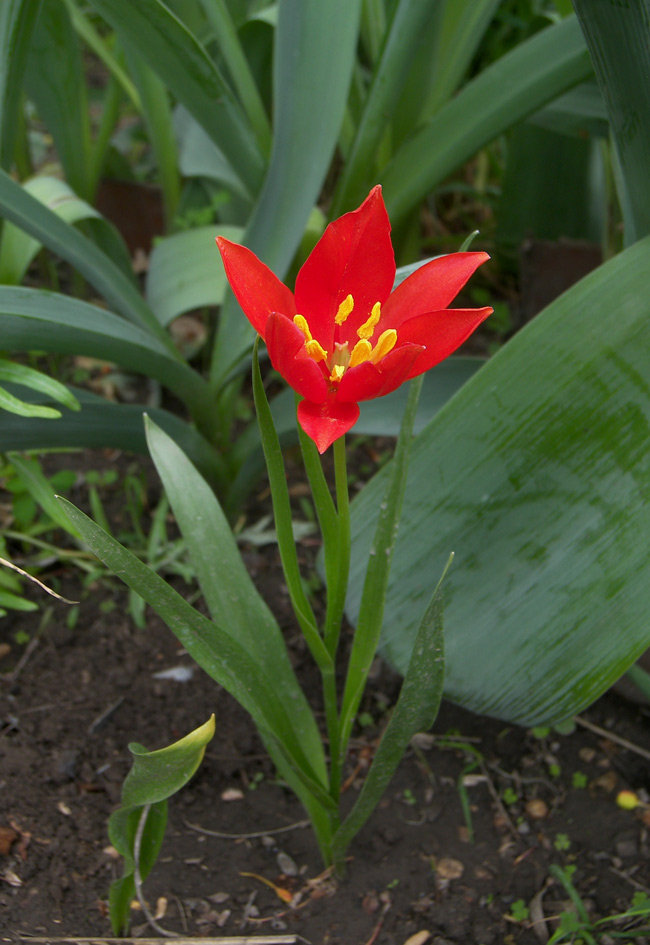 Image of Tulipa sprengeri specimen.