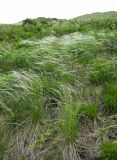 genus Stipa