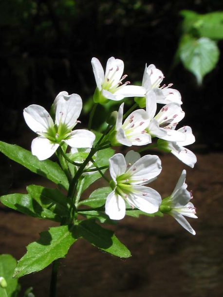 Изображение особи Cardamine amara.