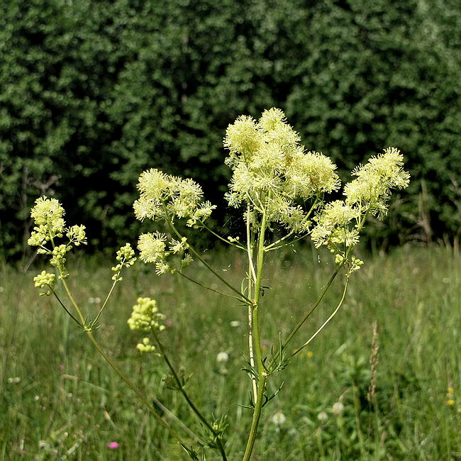 Изображение особи Thalictrum lucidum.