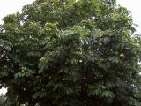 Aesculus hippocastanum. Крона плодоносящего дерева. Курская обл., г. Железногорск. 29 июля 2007 г.