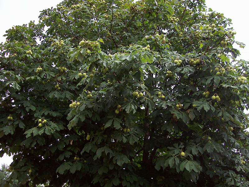 Image of Aesculus hippocastanum specimen.