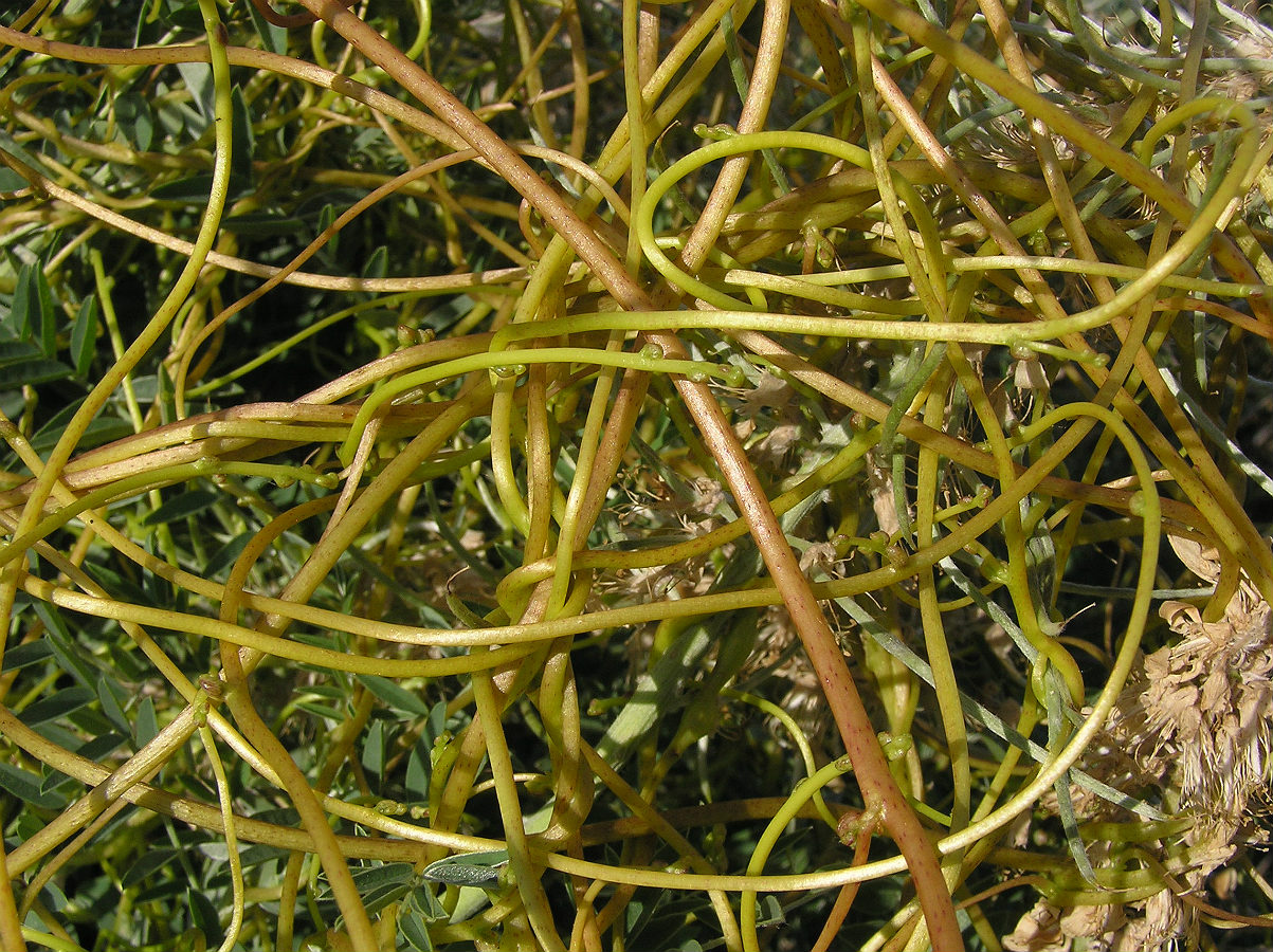 Image of Cuscuta monogyna specimen.