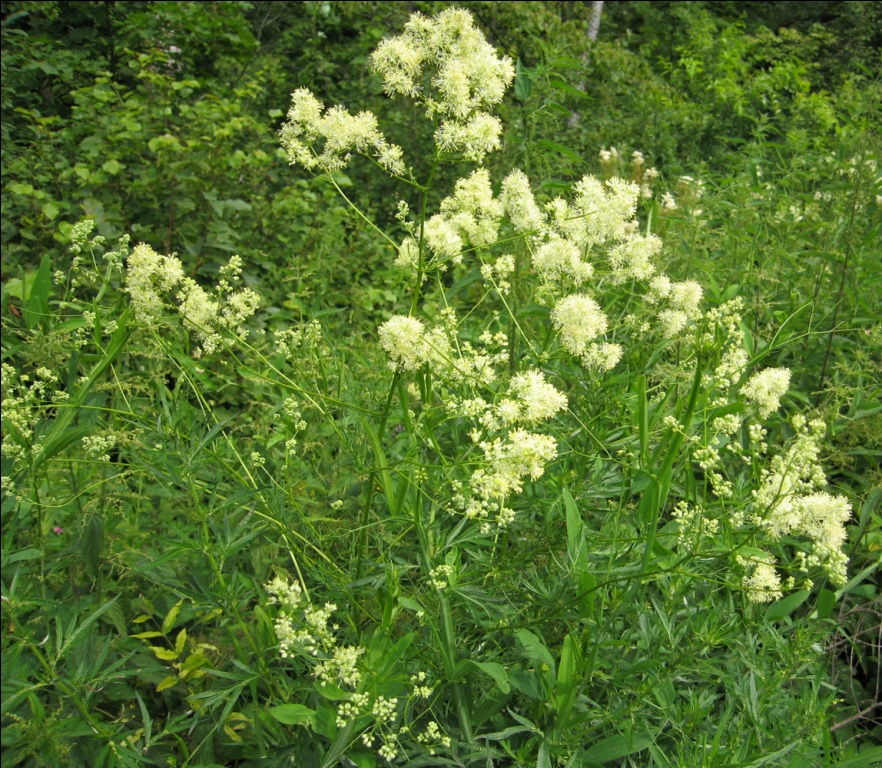 Image of Thalictrum lucidum specimen.