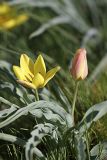 Tulipa lemmersii