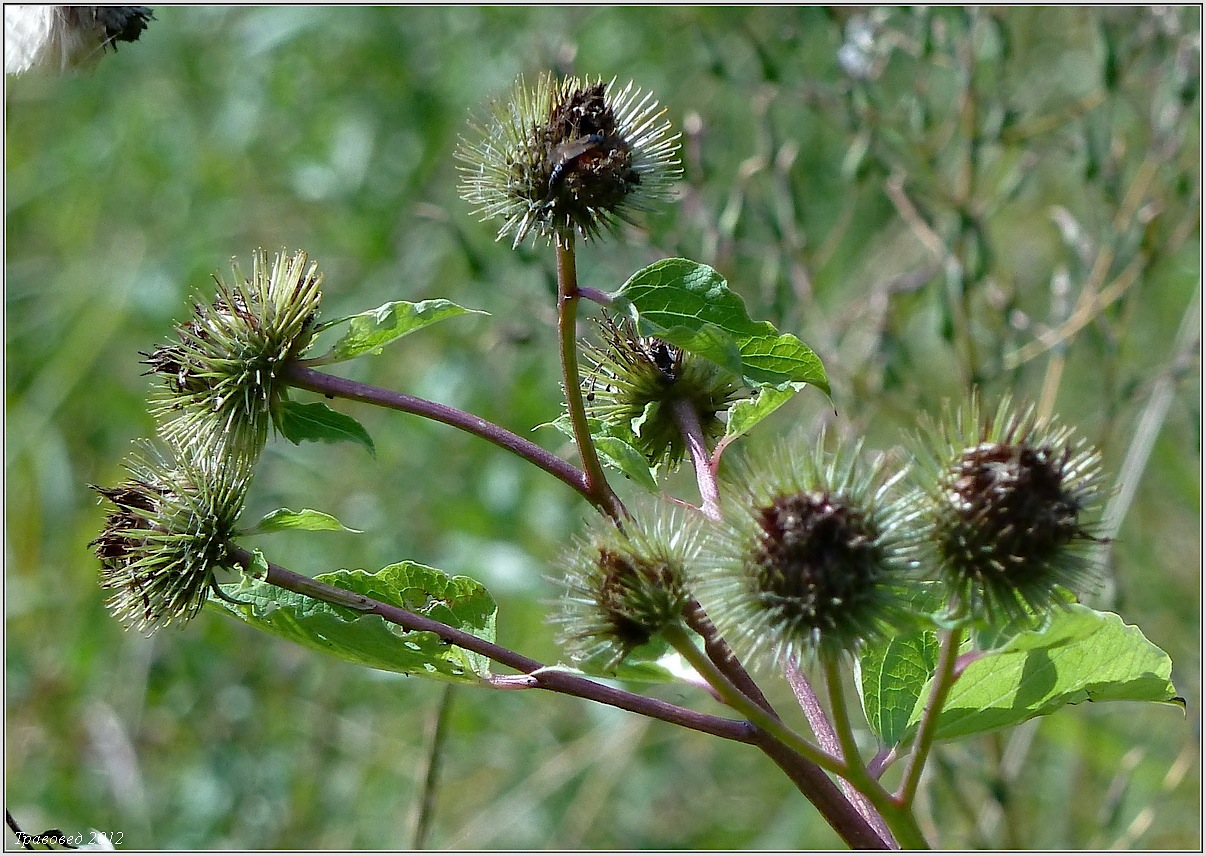 Image of Arctium &times; mixtum specimen.