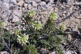 Pedicularis olgae. Цветущие растения. Южный Казахстан, хр. Боролдайтау, гора Нурбай; 1200 м н.у.м. 23.04.2012.