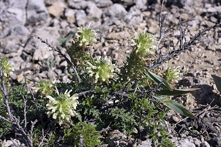 Image of Pedicularis olgae specimen.