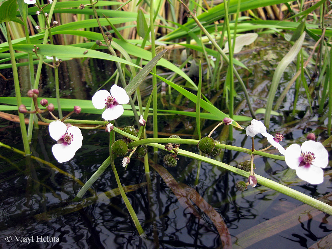 Image of Sagittaria sagittifolia specimen.