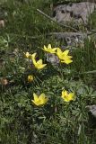 Anemone gortschakowii