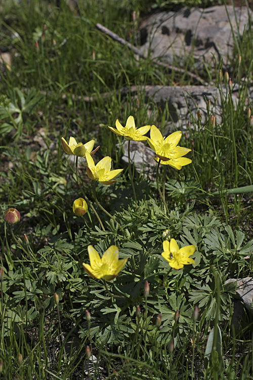 Image of Anemone gortschakowii specimen.