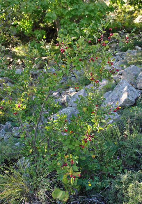 Image of Cotoneaster meyeri specimen.