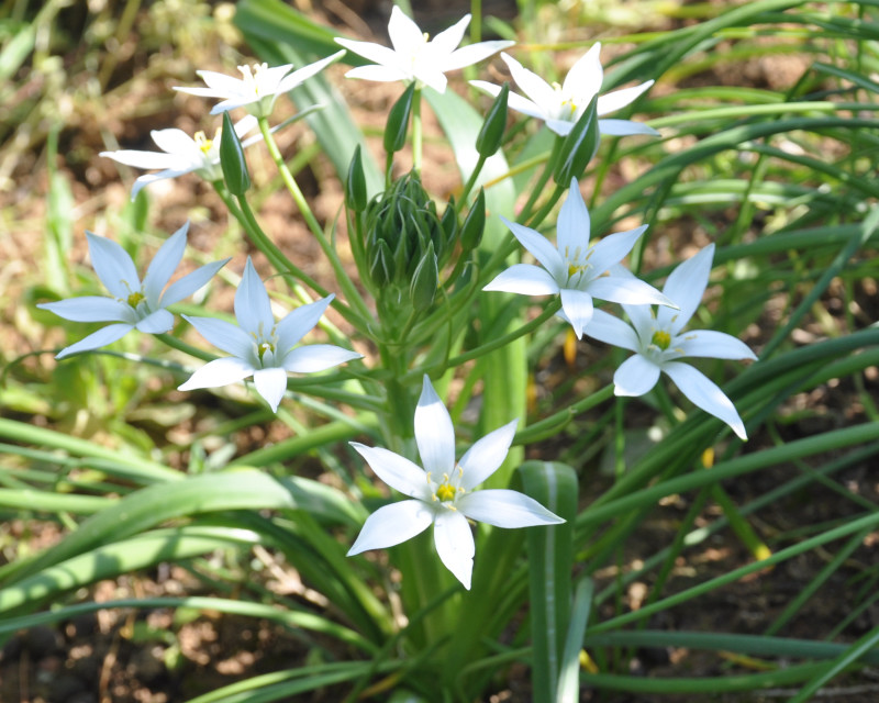 Image of genus Ornithogalum specimen.