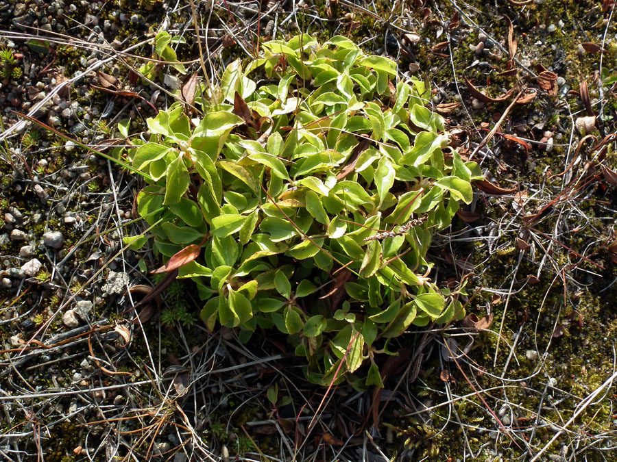 Image of Orthilia secunda specimen.