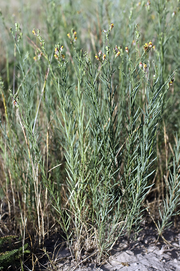 Изображение особи Linaria popovii.