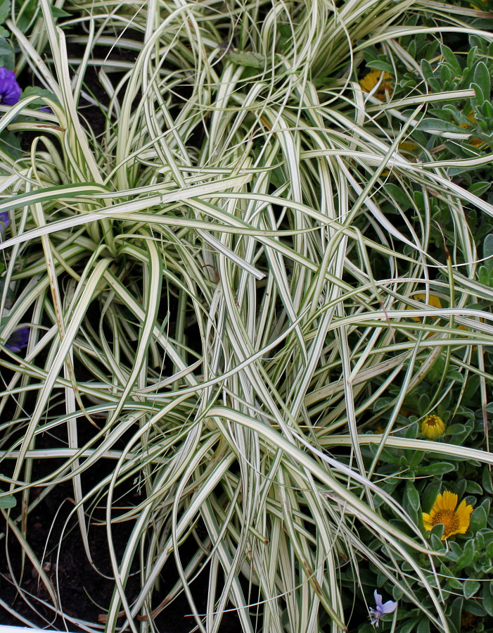 Image of Carex ornithopoda specimen.