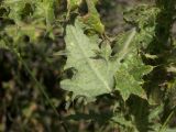 Cirsium aduncum. Лист (вид с нижней стороны). Азербайджан, Лерикский р-н, окр. пос. Госмальян. 18.09.2012.