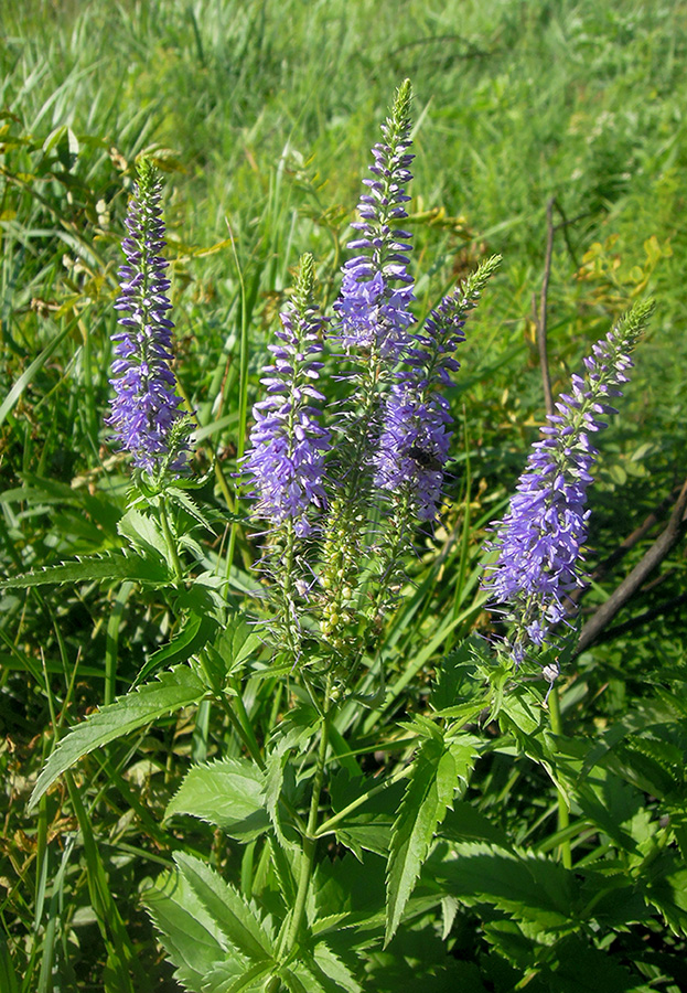 Image of Veronica longifolia specimen.