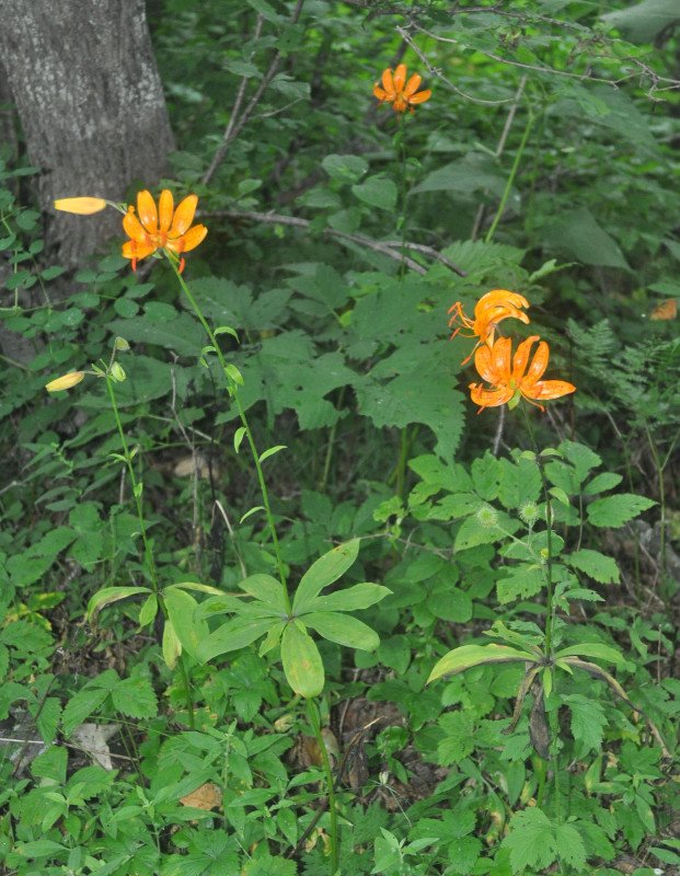 Изображение особи Lilium distichum.