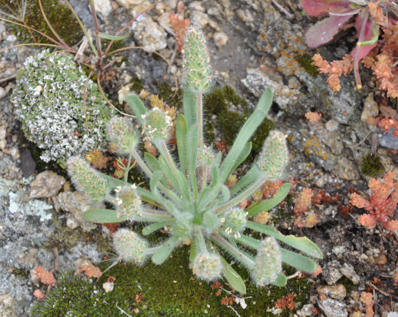 Изображение особи Plantago bellardii.