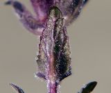 Bartsia alpina