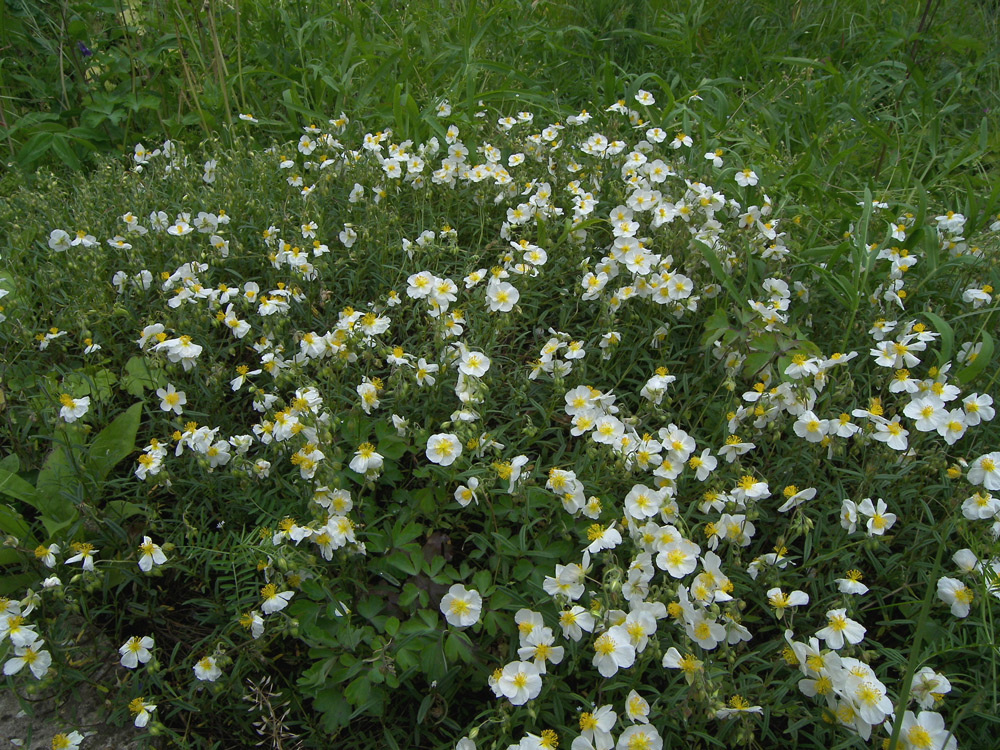 Изображение особи Helianthemum apenninum.