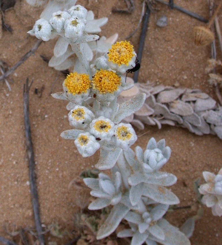 Image of Otanthus maritimus specimen.