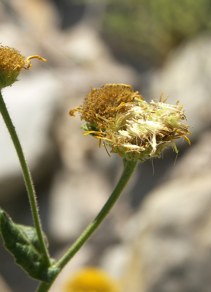 Image of Pulicaria dysenterica specimen.