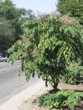 Aralia elata