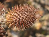 Xanthium orientale