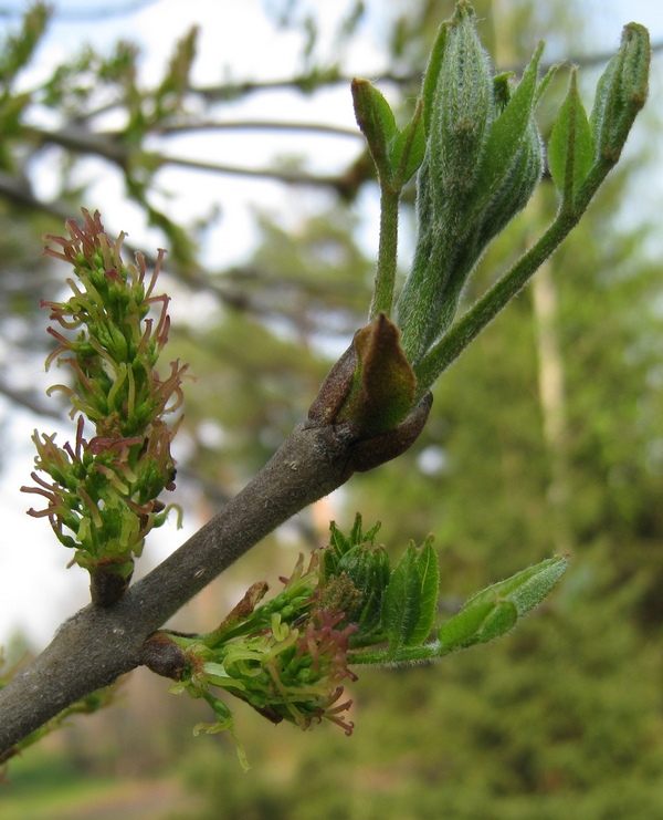 Изображение особи Fraxinus pennsylvanica.