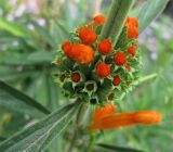 Leonotis leonurus