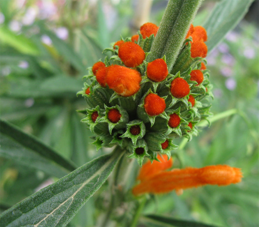 Изображение особи Leonotis leonurus.