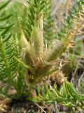 Oxytropis muricata