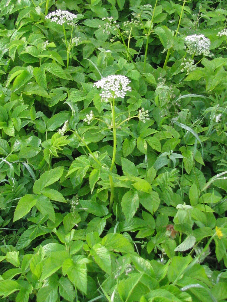 Image of Aegopodium podagraria specimen.