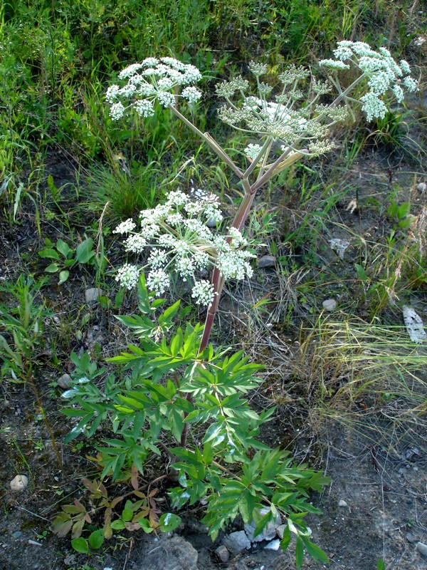 Image of Angelica anomala specimen.