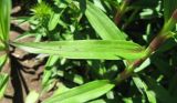 Dianthus barbatus