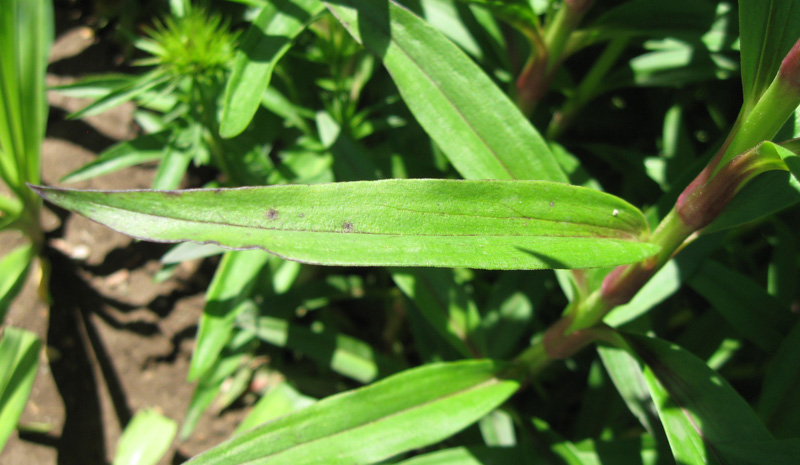 Image of Dianthus barbatus specimen.