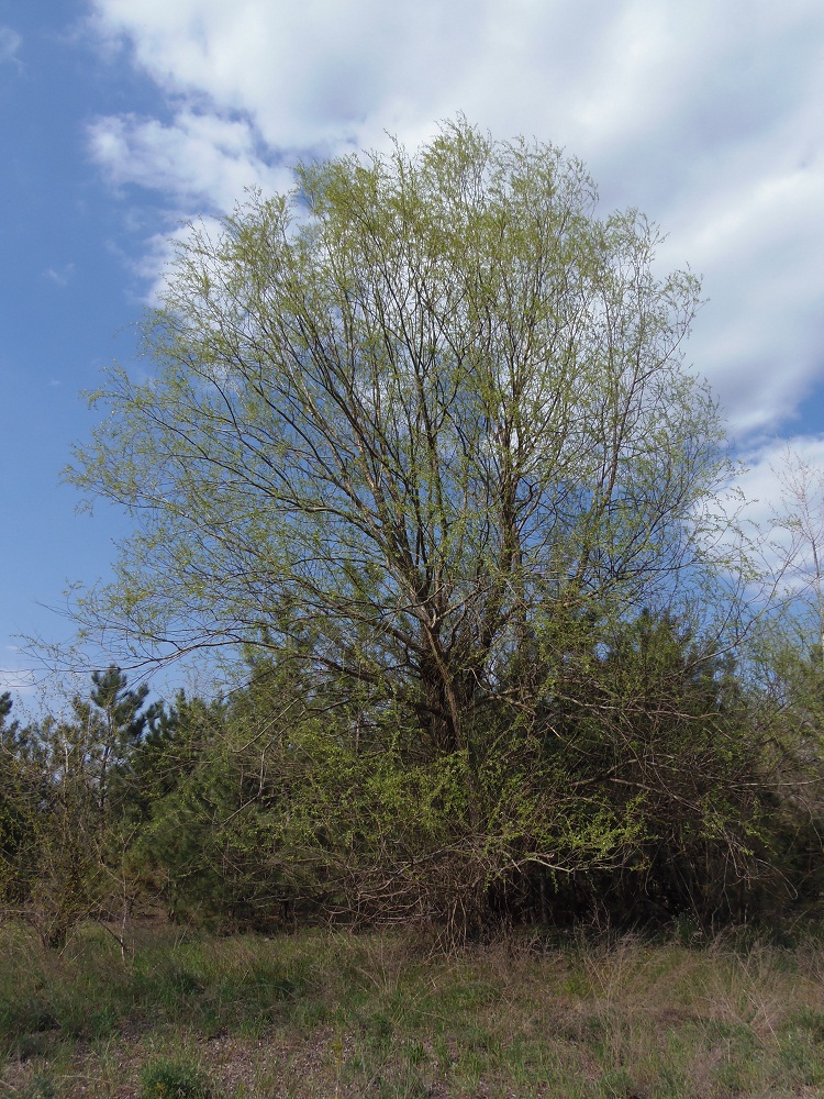 Image of Salix euxina specimen.