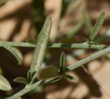 Convolvulus oleifolius