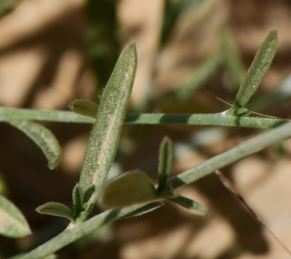 Изображение особи Convolvulus oleifolius.