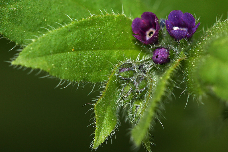 Image of Asperugo procumbens specimen.