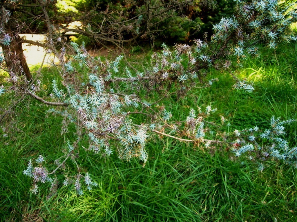 Изображение особи Juniperus cedrus.