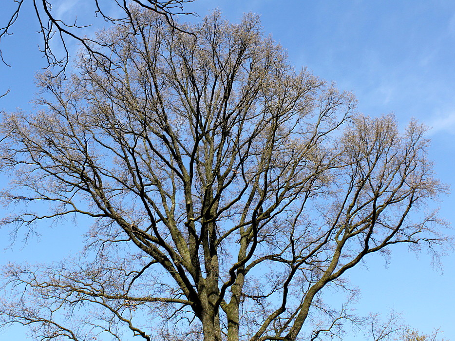 Изображение особи Quercus robur.