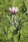 Scorzonera tragopogonoides