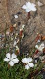 Dianthus cretaceus